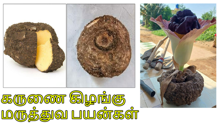 கருணை கிழங்கு மருத்துவ பயன்கள்