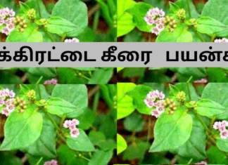 mukkirattai keerai benefits in tamil