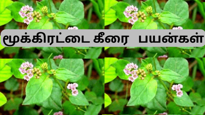 mukkirattai keerai benefits in tamil