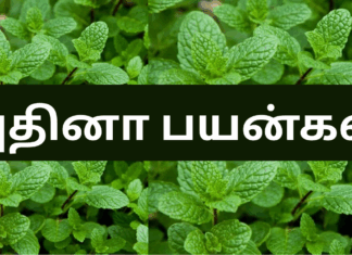 Puthina benefits in tamil