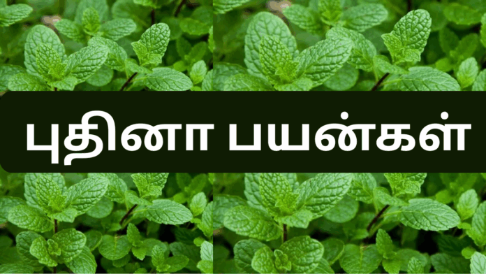Puthina benefits in tamil