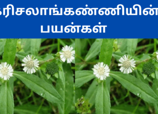 karisalankanni illai benefits in tamil