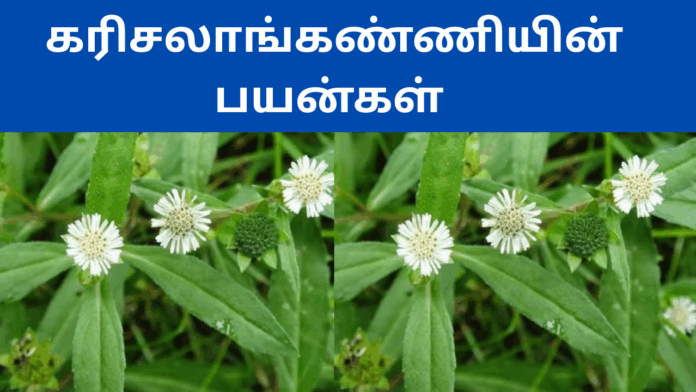 karisalankanni illaiyin benefits in tamil