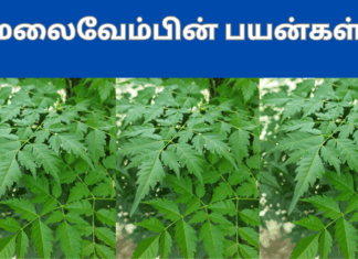  Malai vembu benefits in tamil