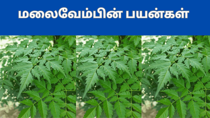  Malai vembu benefits in tamil