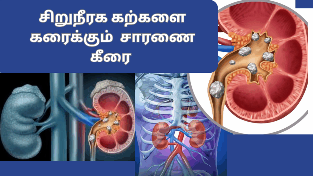 சாரணைக்கீரையின் பயன்கள் | Saranai keerai benefits in tamil 1 1 7