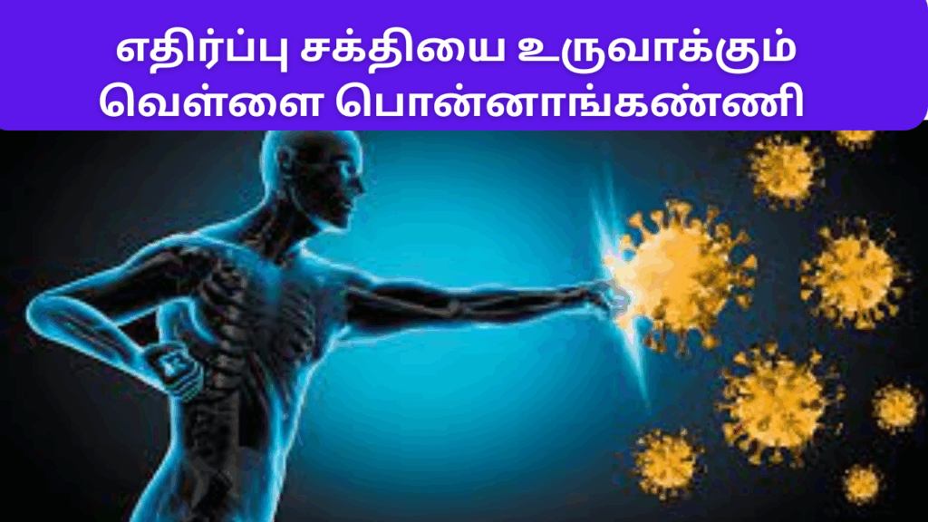 வெள்ளை பொன்னாங்கண்ணியின் பயன்கள் | Vellai ponnanganni benefits in tamil 3 Vellai ponnanganni benefits in tamil