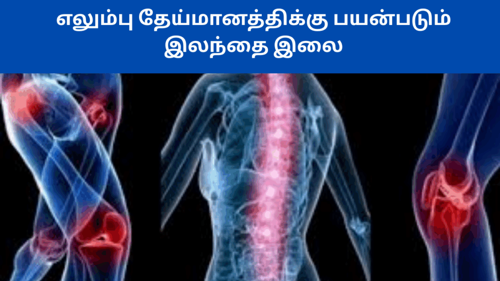 இலந்தை இலையின் பயன்கள் | Illathai illai benefits in tamil 3 Illathai illai benefits in tamil