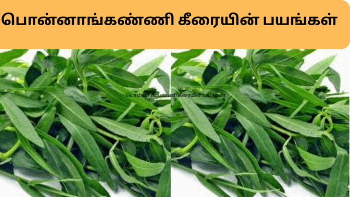 ponnaganni keerai benefits in tamil