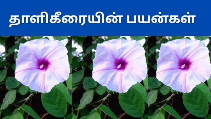 Thali keerai benefits in tamil