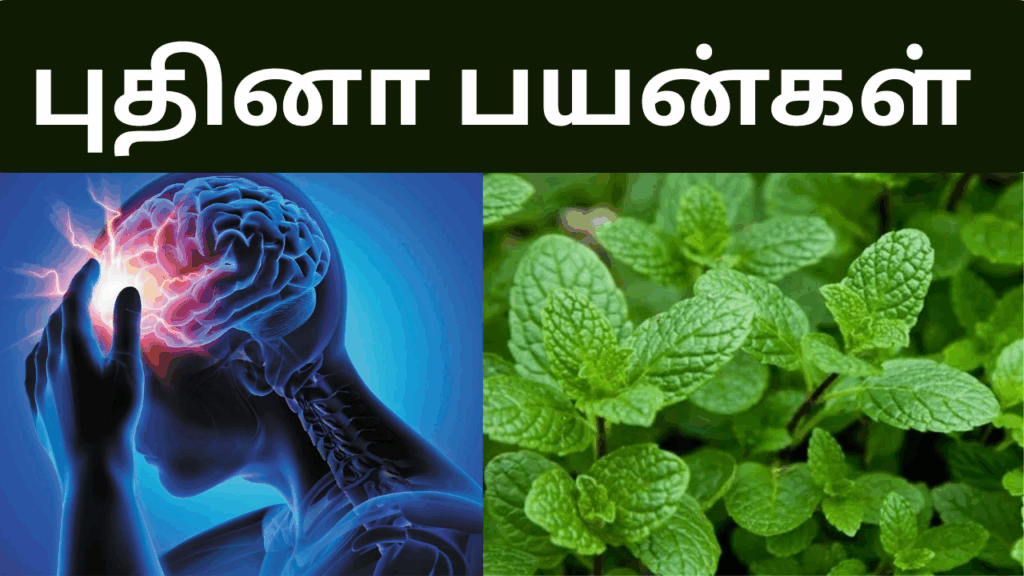 புதினாவின் நன்மைகள் | Puthina benefits in tamil 2 Puthina benefits in tamil