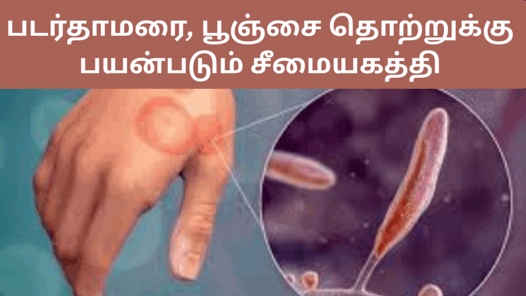 சீமை அகதியின் பயன்கள் |seemai agathi uses in tamil 1 2 4