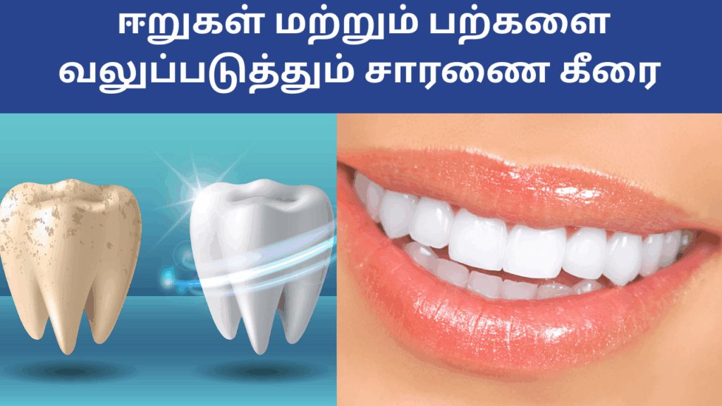 சாரணைக்கீரையின் பயன்கள் | Saranai keerai benefits in tamil 2 saranai keerai befits in tamil