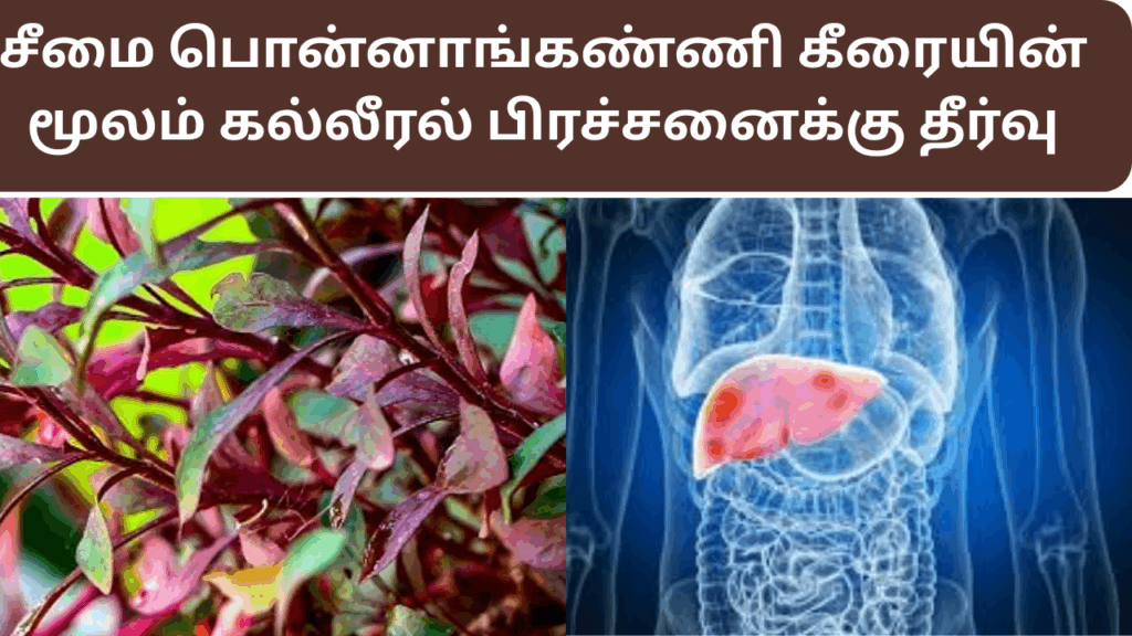 சீமை பொன்னாங்கண்ணி கீரையின் பயன்கள்|seemai ponnaganni keerai benefits in tamil 1 poonnakkani keeraiyin benefits in tamil
