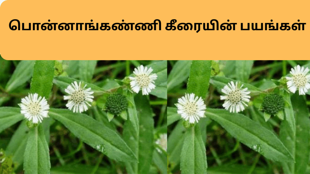 பொன்னாங்கண்ணி கீரையின் பயங்கள்| ponnaganni keerai benefits in tamil 1 21