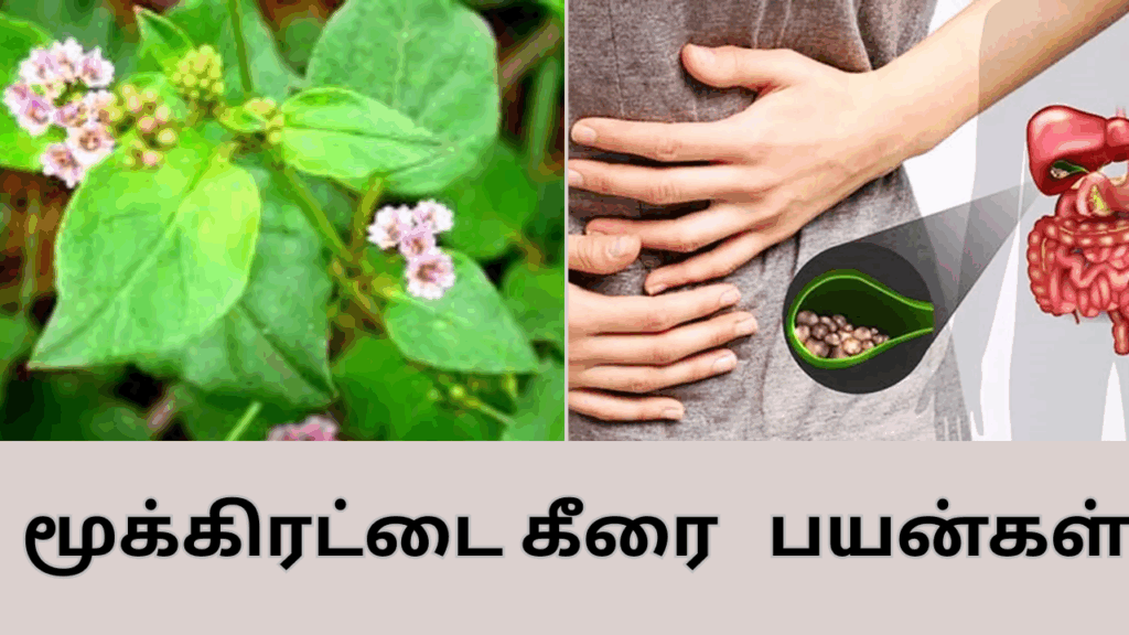 மூக்கிரட்டை மூலிகை பயன்கள் | mukkirattai keerai benefits in tamil 2 mukkirattai keerai benefits in tamil