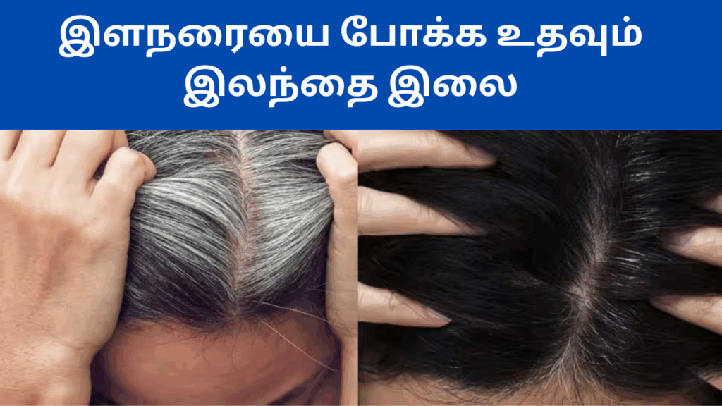 இலந்தை இலையின் பயன்கள் | Illathai illai benefits in tamil 1 Illathai illai benefits in tamil