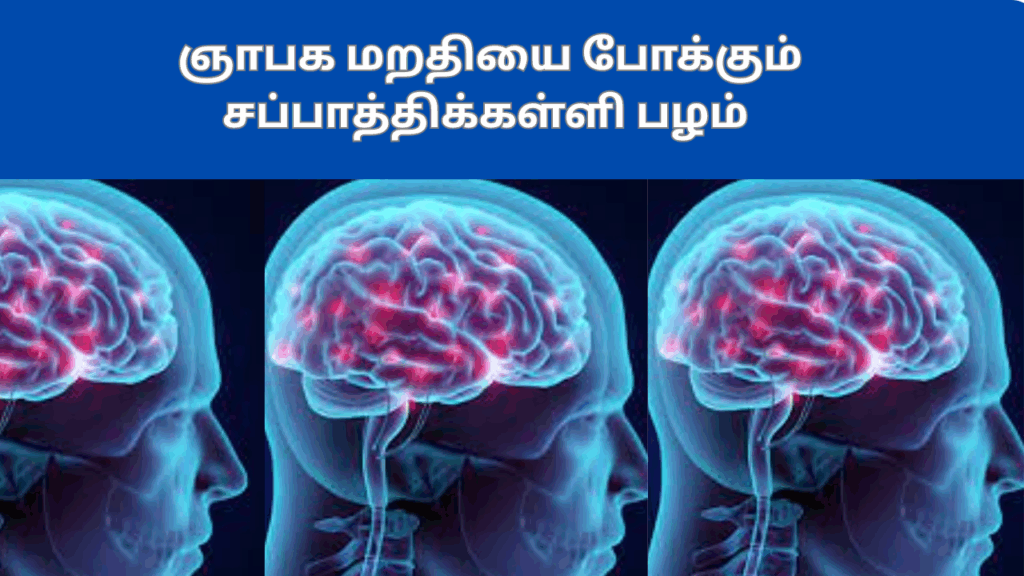 சப்பாத்திக்கள்ளி பழத்தின்பயன்கள்| Chapathi kalli fruit benefits in tamil 1 Chapathi kalli fruit benefits in tamil