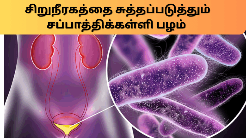 சப்பாத்திக்கள்ளி பழத்தின்பயன்கள்| Chapathi kalli fruit benefits in tamil 3 Chapathi kalli fruit benefits in tamil