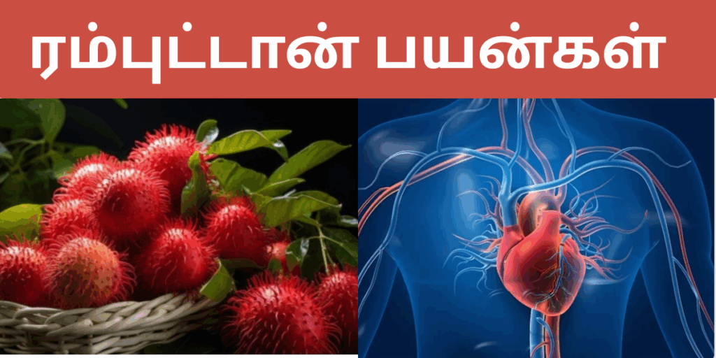 ரம்புட்டான் பழத்தின் நன்மைகள்| Rambutan benefits in tamil 2 Rambutan benefits in tamil