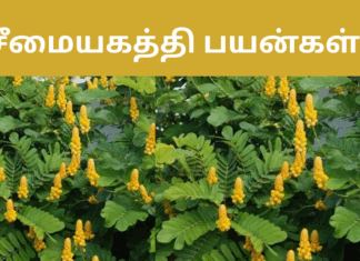 seemai agathi uses in tamil