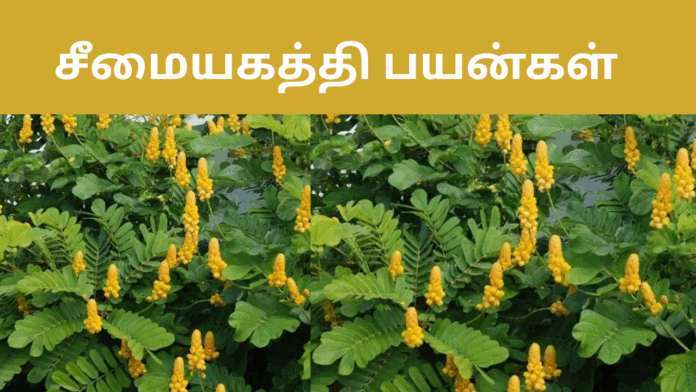 seemai agathi uses in tamil