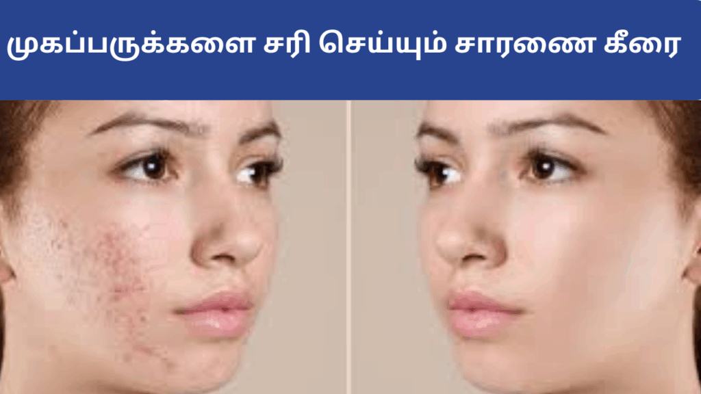 சாரணைக்கீரையின் பயன்கள் | Saranai keerai benefits in tamil 3 saranai keerai befits in tamil
