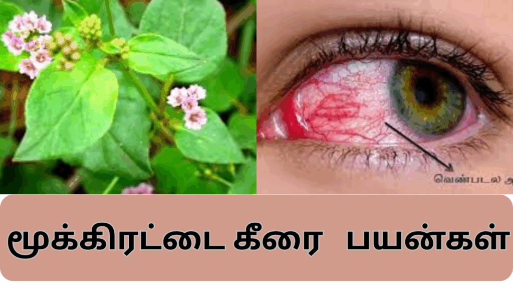 மூக்கிரட்டை மூலிகை பயன்கள் | mukkirattai keerai benefits in tamil 1 mukkirattai keerai benefits in tamil