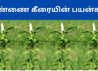 pannai keerai benefits in tamil