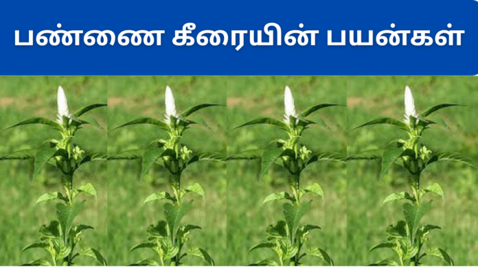 pannai keerai benefits in tamil