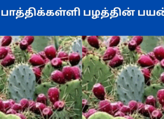 Chapathi kalli fruit benefits in tamil