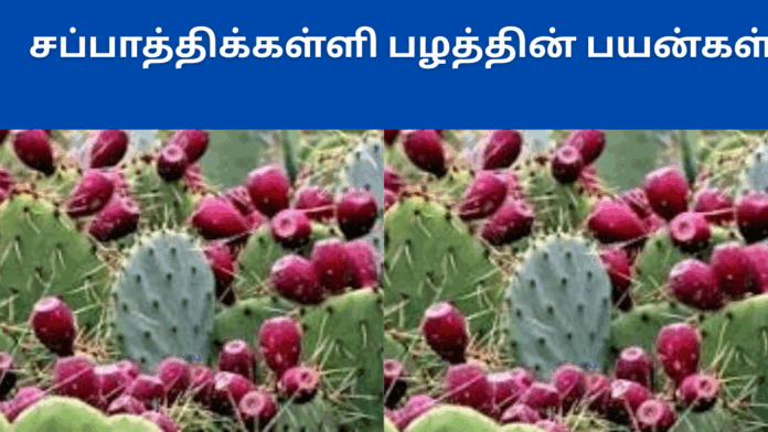 Chapathi kalli fruit benefits in tamil