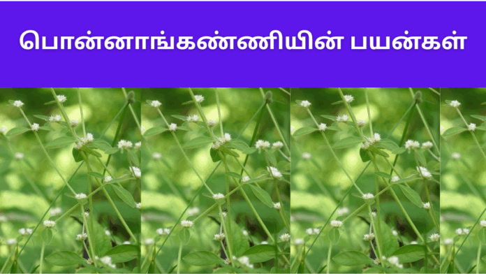 Vellai ponnanganni benefits in tamil