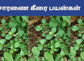 saranai keerai befits in tamil