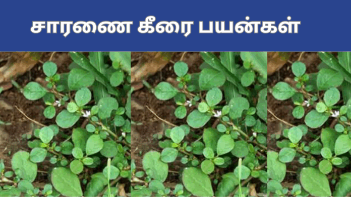 saranai keerai befits in tamil