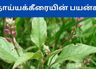 Thoiya keerai benefits in tamil