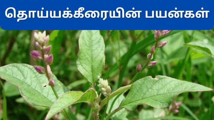 Thoiya keerai benefits in tamil