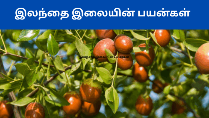 Illathai illai benefits in tamil