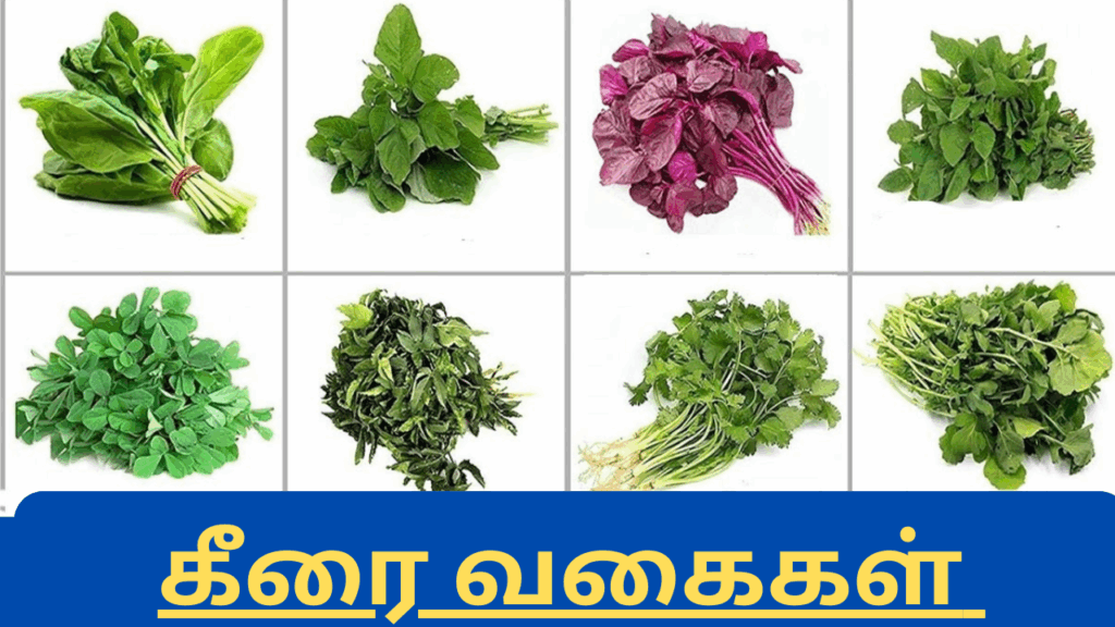 கீரை வகைகள் | keerai vagaigal in tamil 1 keerai2