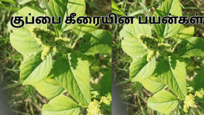 kuppaikeerai