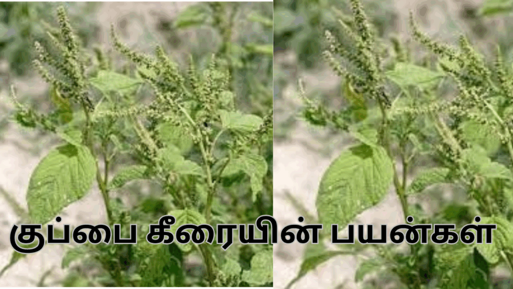 குப்பை கீரை மற்றும் அதன் பயன்கள்|kuppaikeerai benifits in tamil 2 kuppaikeerai2