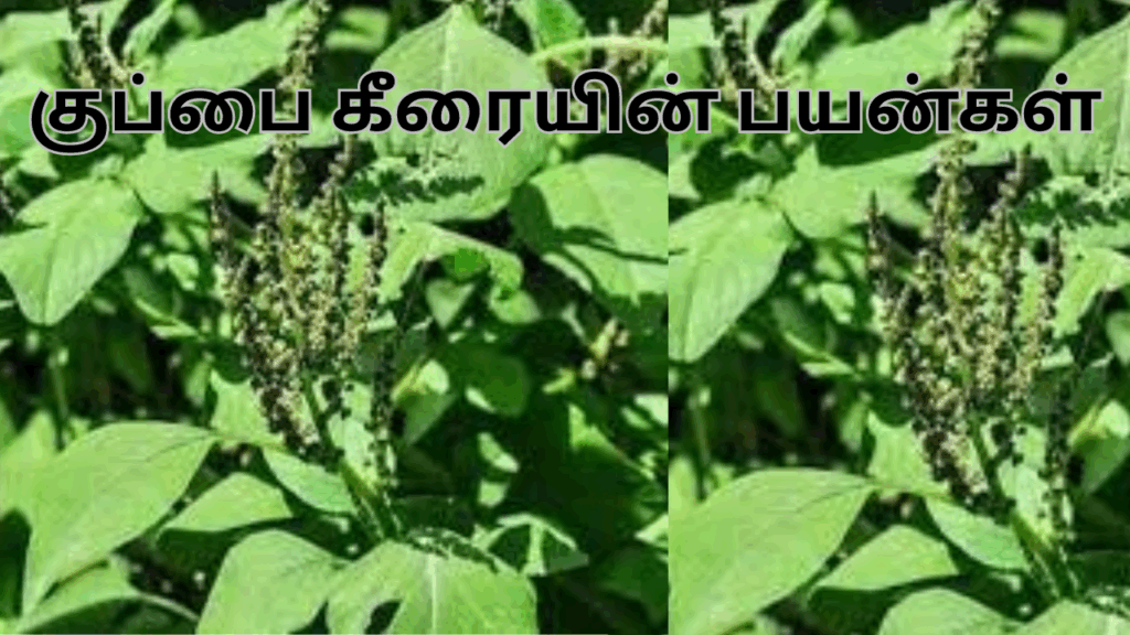 குப்பை கீரை மற்றும் அதன் பயன்கள்|kuppaikeerai benifits in tamil 1 kuppaikeraai3