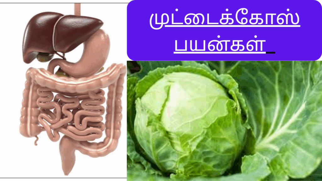 முட்டைக்கோஸ் பயன்கள் |Muttaikose benefits in tamil 2 Muttaikose benefits in tamil