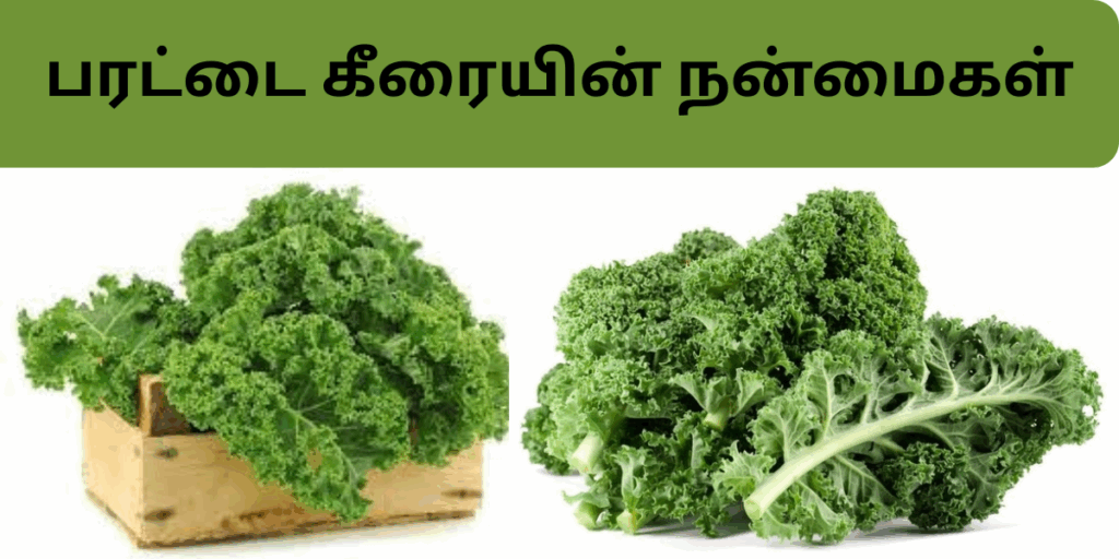 பரட்டை கீரையின் நன்மைகள்|parattai keeraiyin nanmaikkal in tamil 2 parattaikeerai 1
