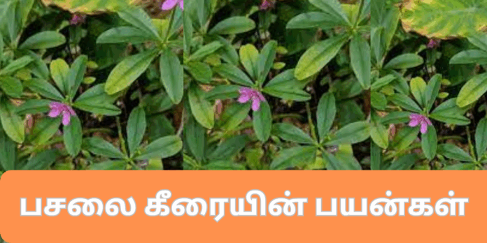 pasalai keerai