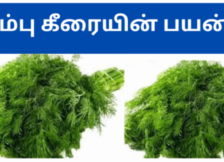 sombu keerai benefits in tamil