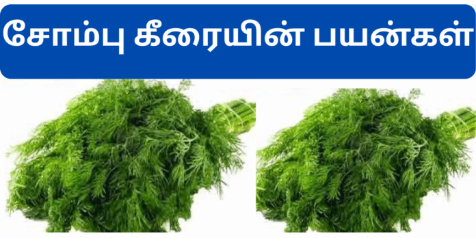 sombu keerai benefits in tamil