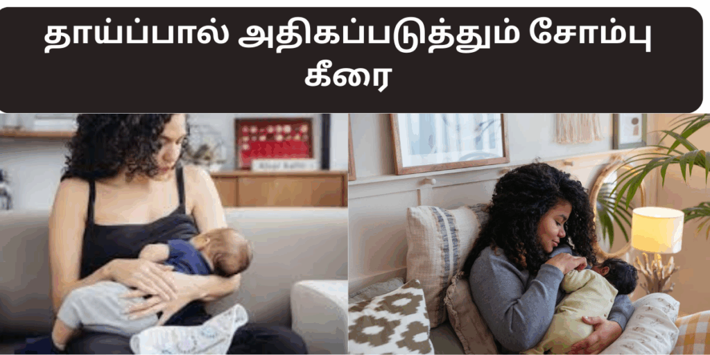 சோம்பு கீரையின் பயன்கள் | sombu keerai benefits in tamil 1 sombu keerai benefits in tamil