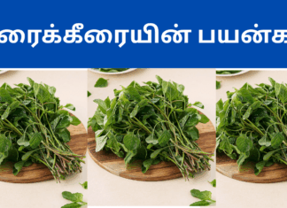 Arai keerai benefits in tamil