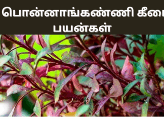 |seemai ponnaganni keerai benefits in tamil